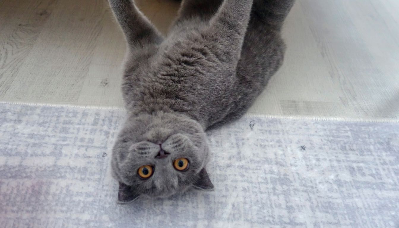 Chat Scottish : Origine, Caractéristiques, Entretien, Prix