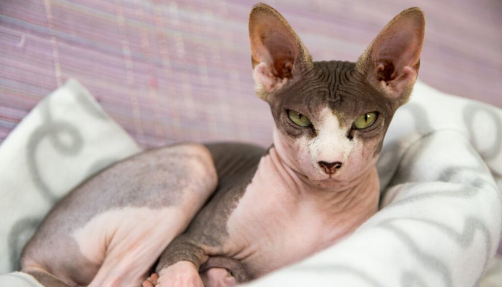 Chat Sphynx Inconvénient