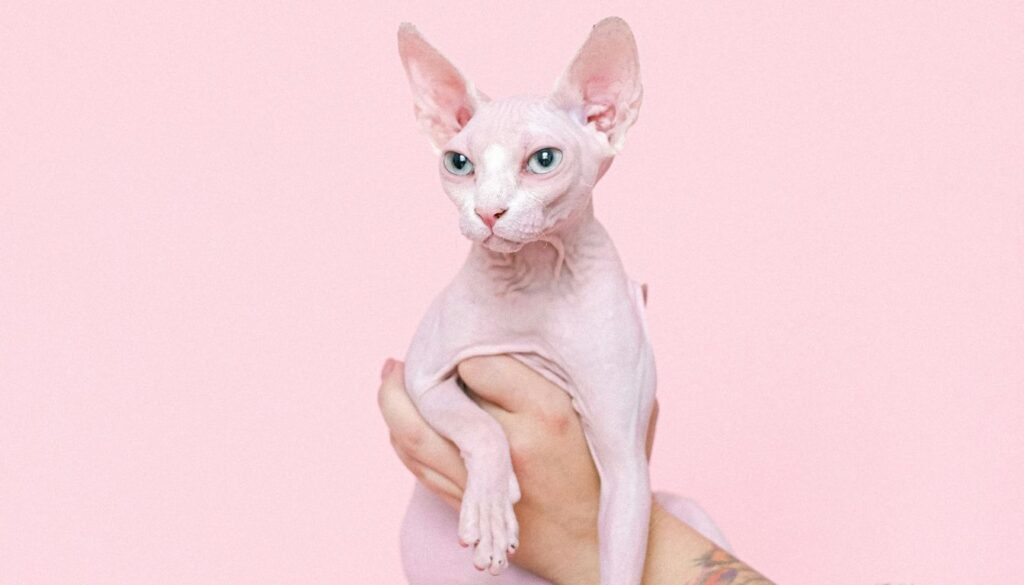 Chat Sphynx Prix