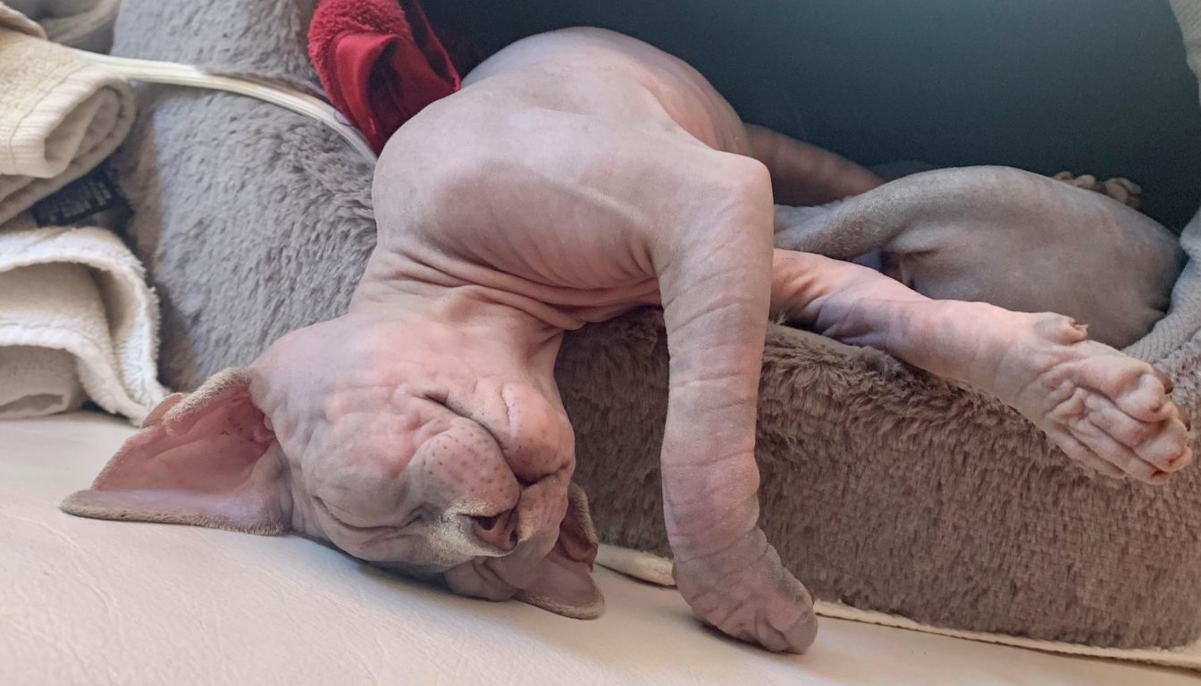 Chat Sphynx