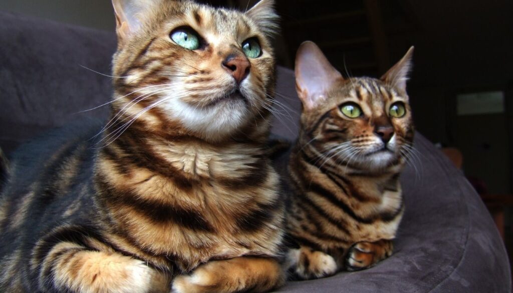 Chaton Bengal