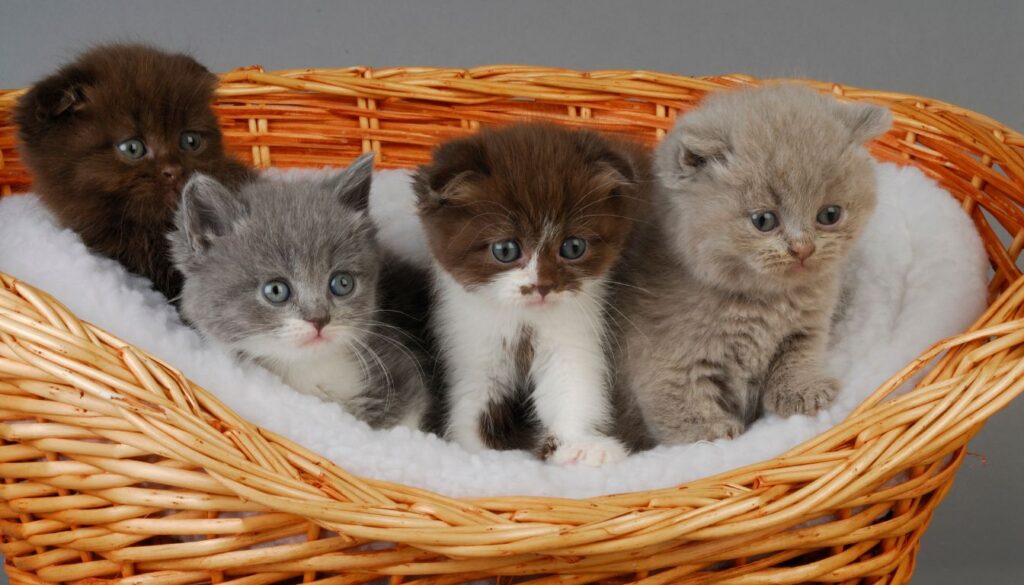 Chaton scottish