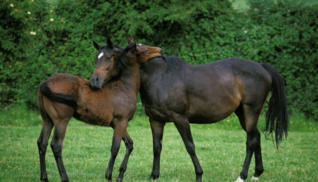 Cheval Anglais