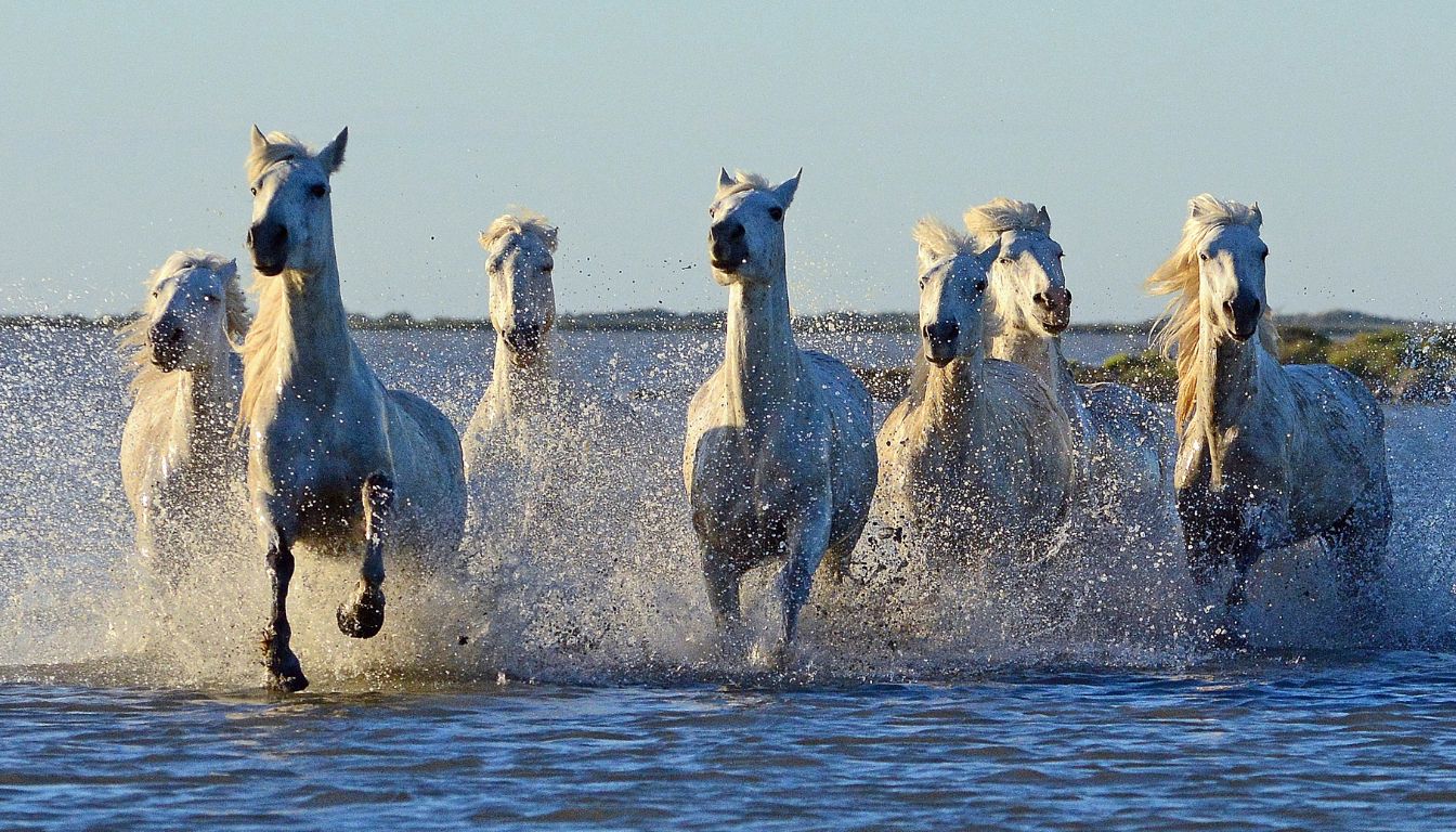 Chevaux Camargue