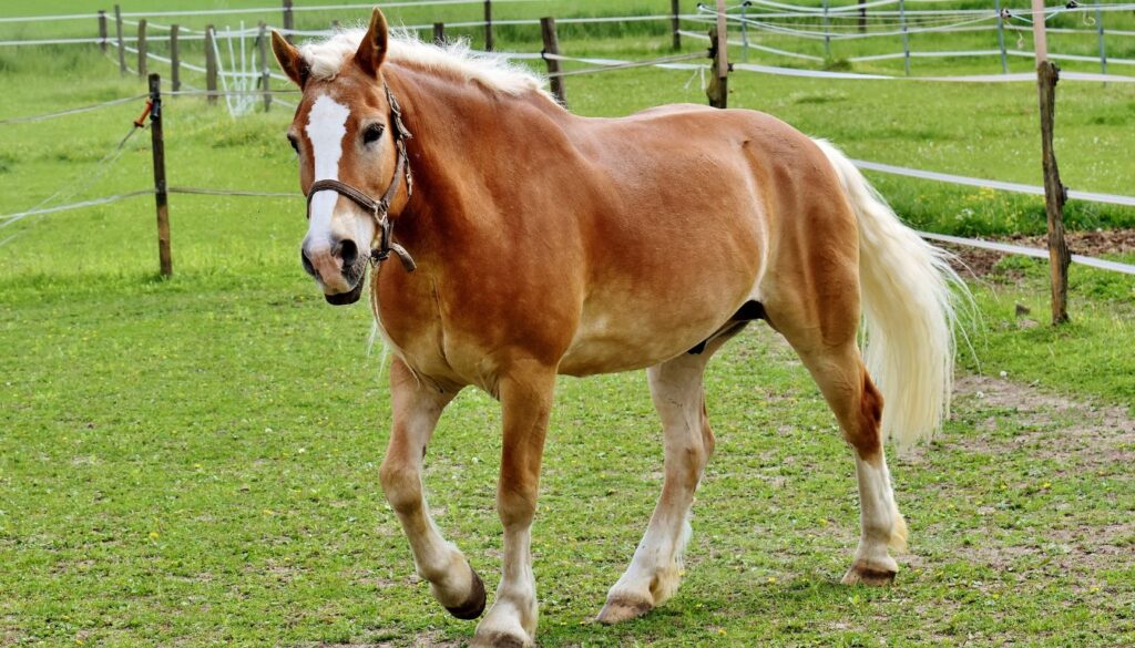 Cheval Haflinger