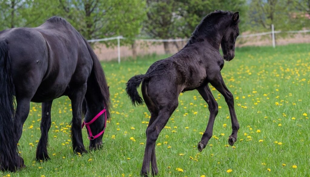 Cheval le Frison