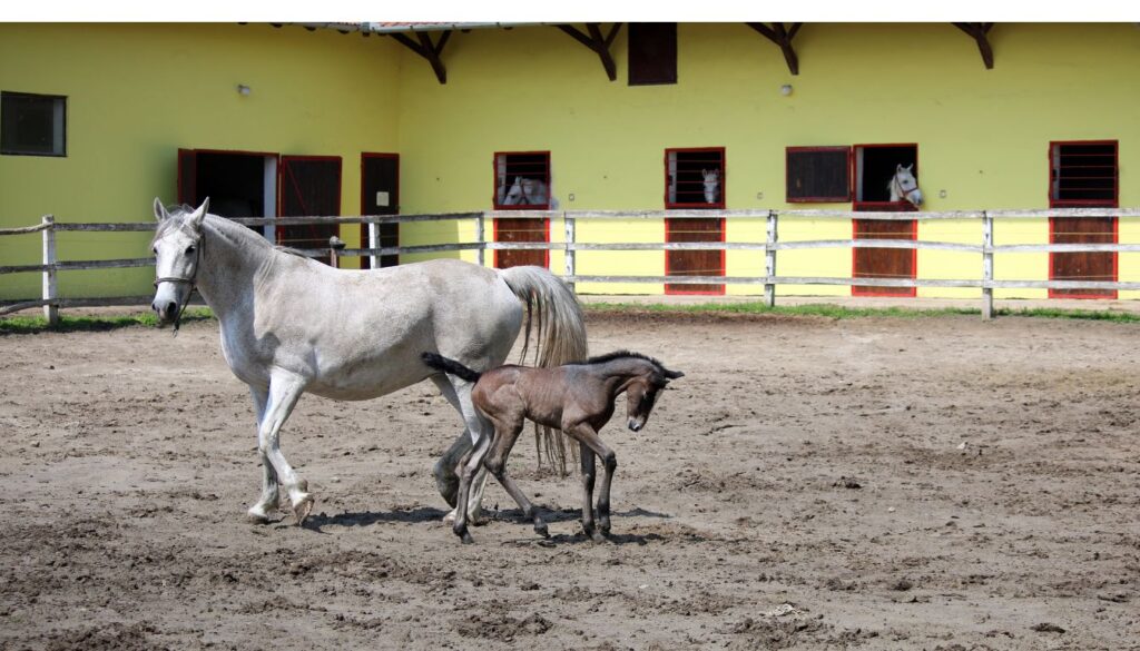 Lipizzans