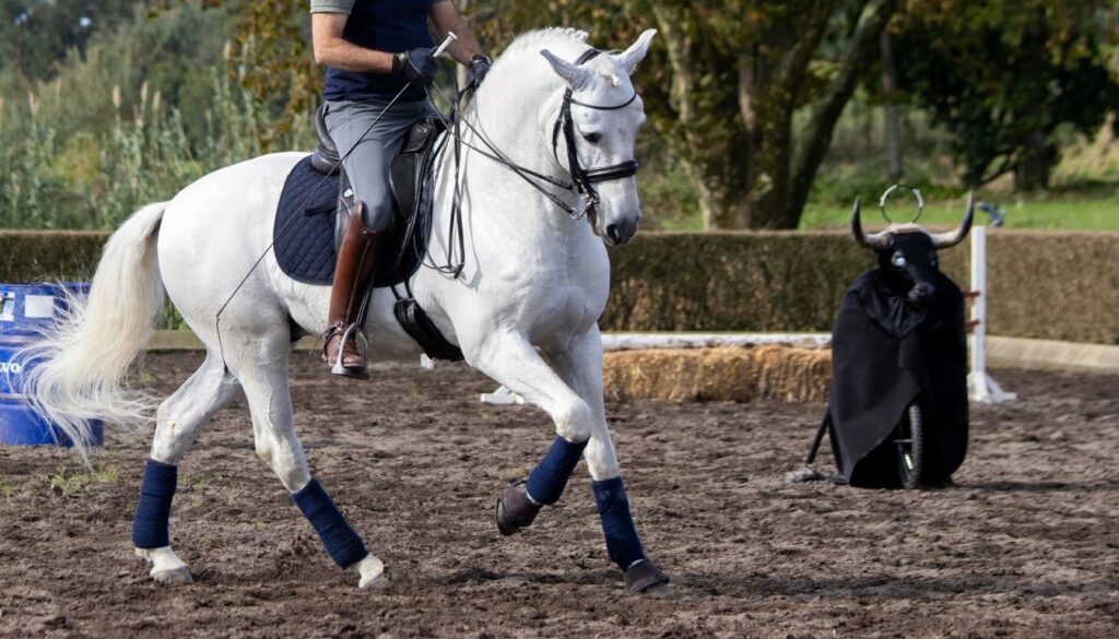Cheval Lusitanien