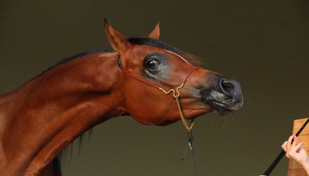 Cheval Pur-sang Arabe