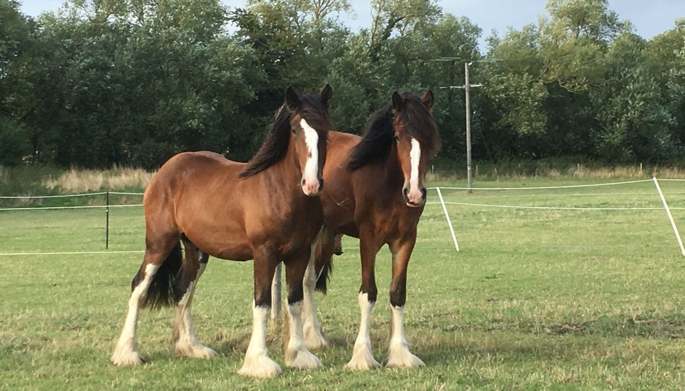 Cheval Shire
