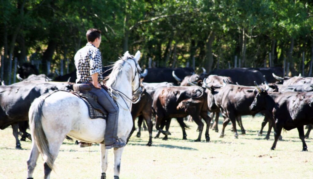 Cheval Camargue 