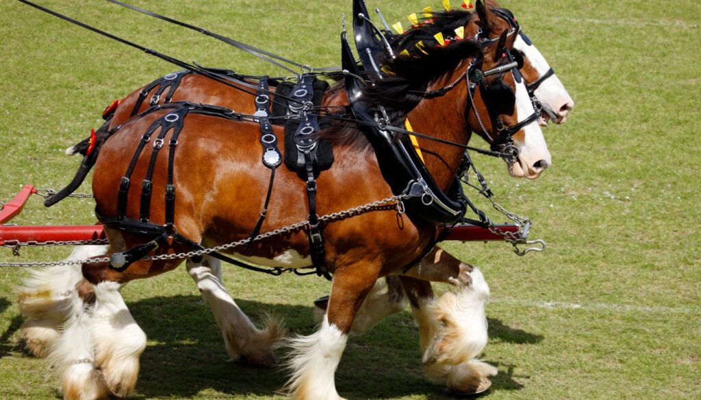 Chevaux de trait races