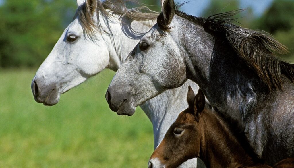Chevaux Lusitanien