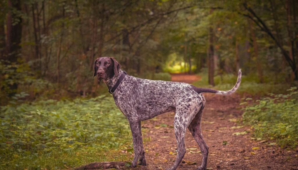 Chien Braque Allemand