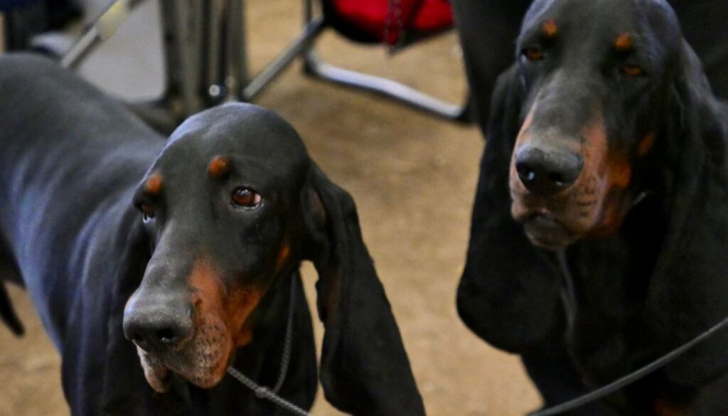 Chiens Bruno du Jura