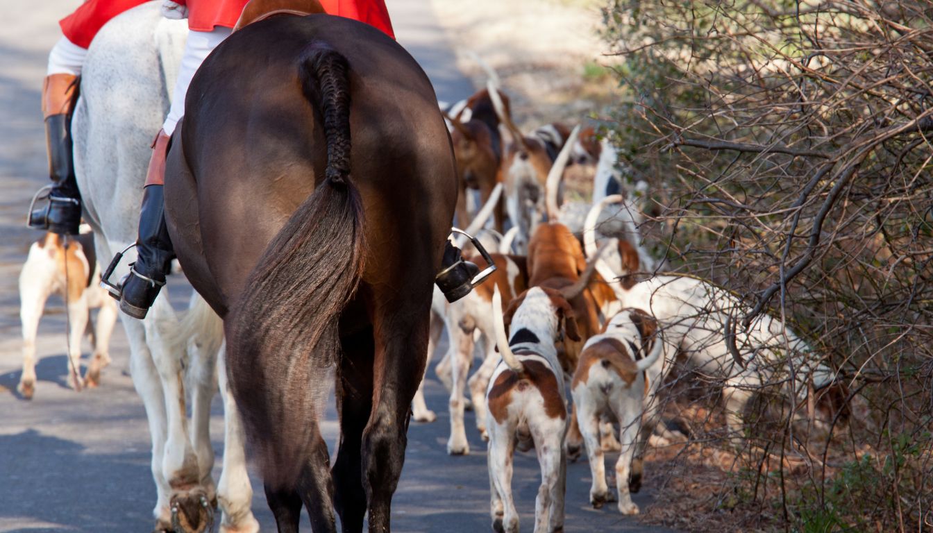 Chien de Chasse : 5 conseils pour bien le choisir