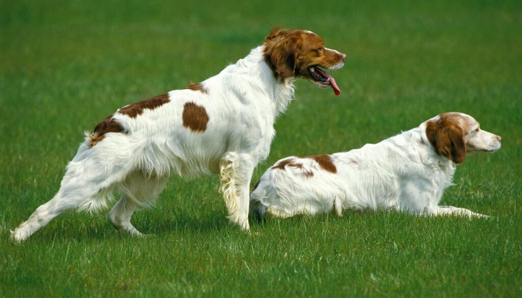chien epagneul breton