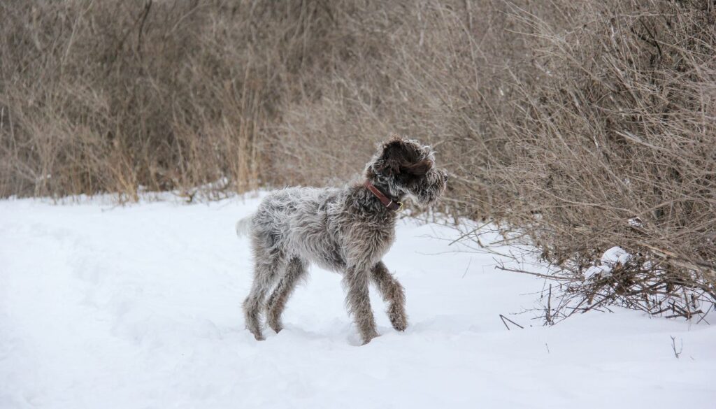 Chien Griffon Nivernais