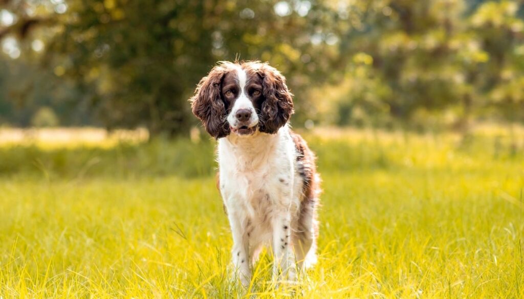 Chien Springer Anglais