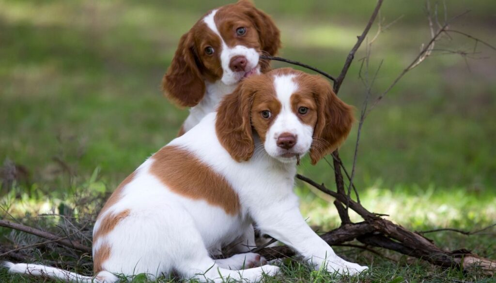 Chiot Epagneul Breton