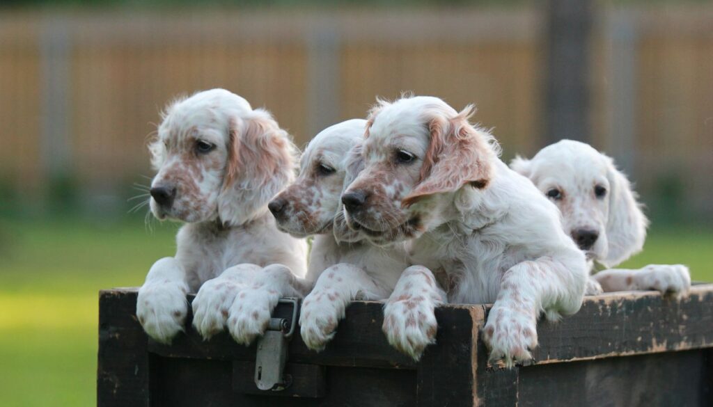 Chiot Setter Anglais