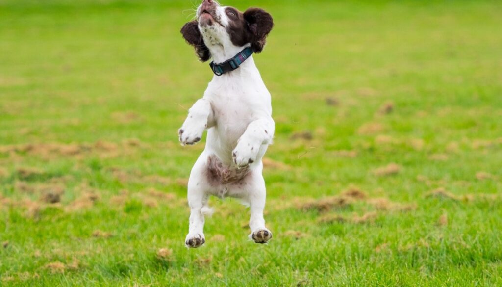 Chiot Springer Anglais