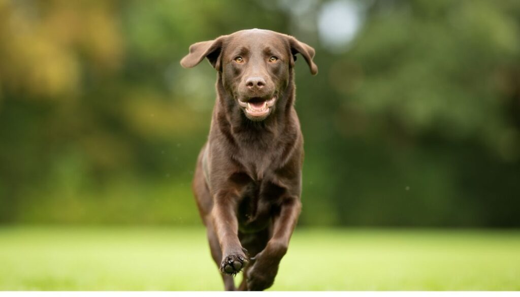 Chocolate Brown Labrador Retriever