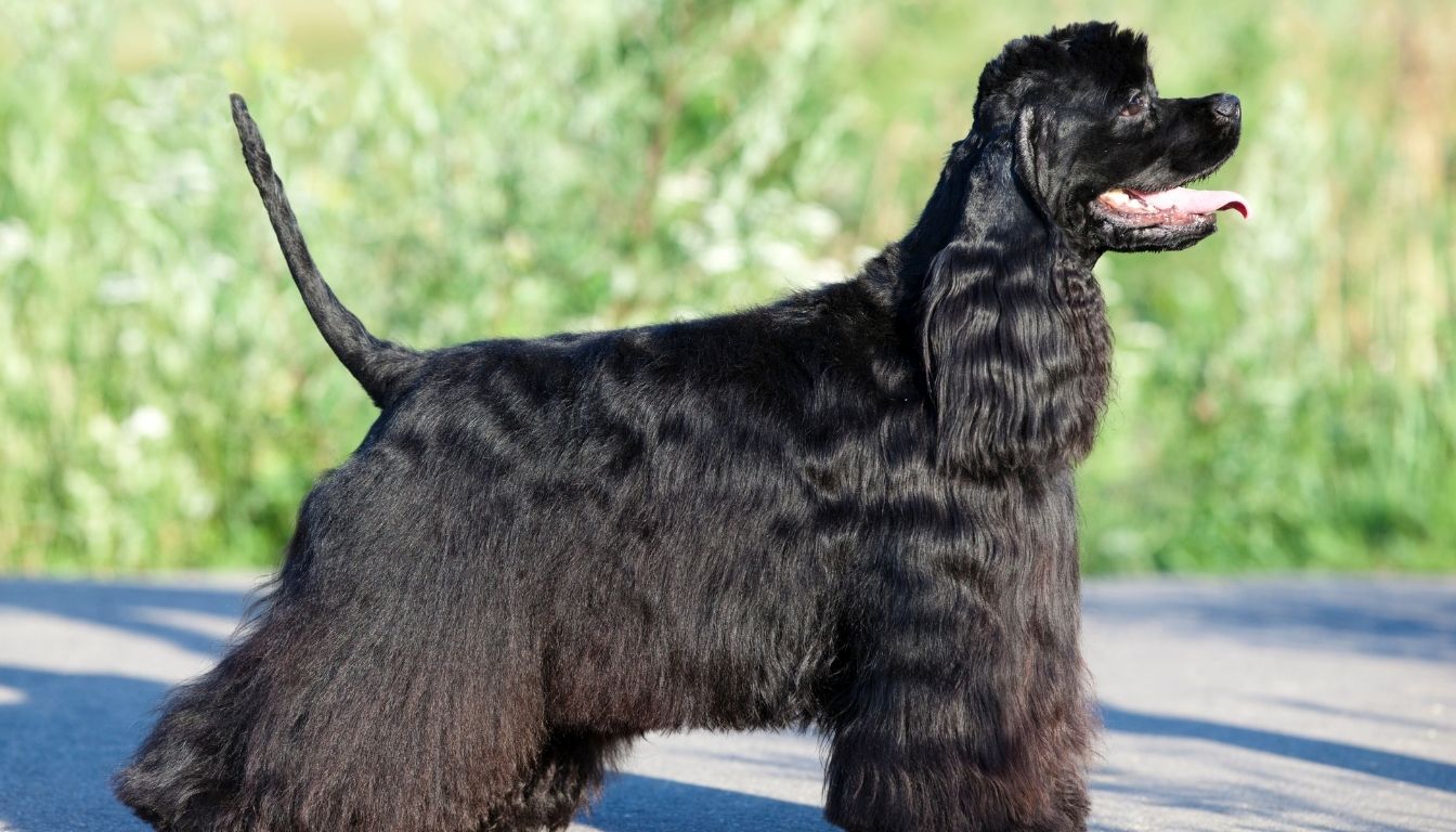 Cocker Américain : guide ultime