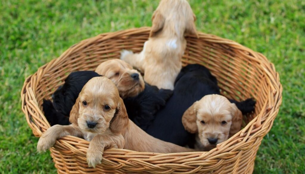Cocker Anglais Chiot