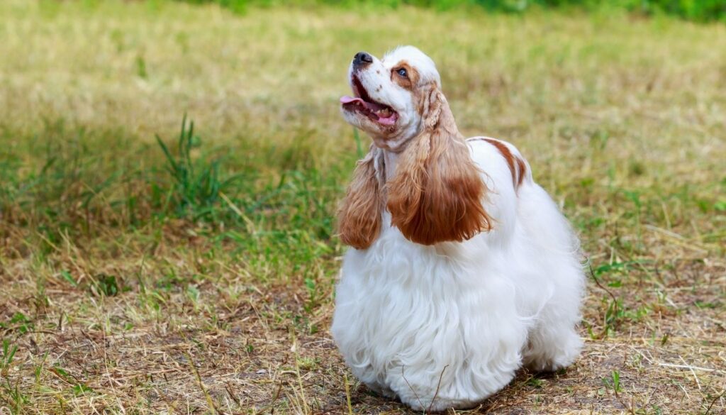 Cocker Spaniel Américain