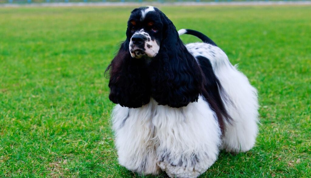 Cocker Spaniel Américain