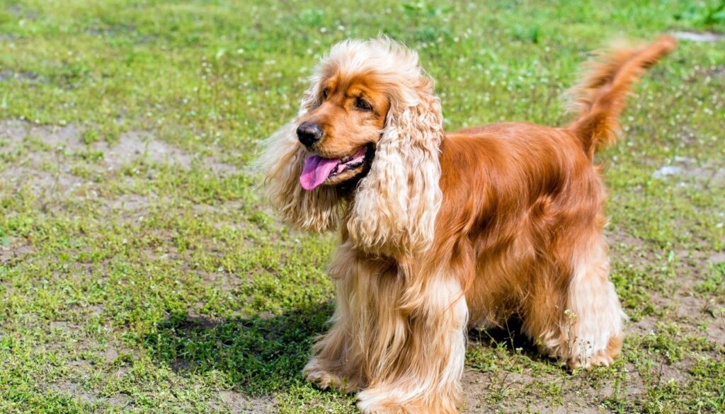 Cocker Spaniel Anglais