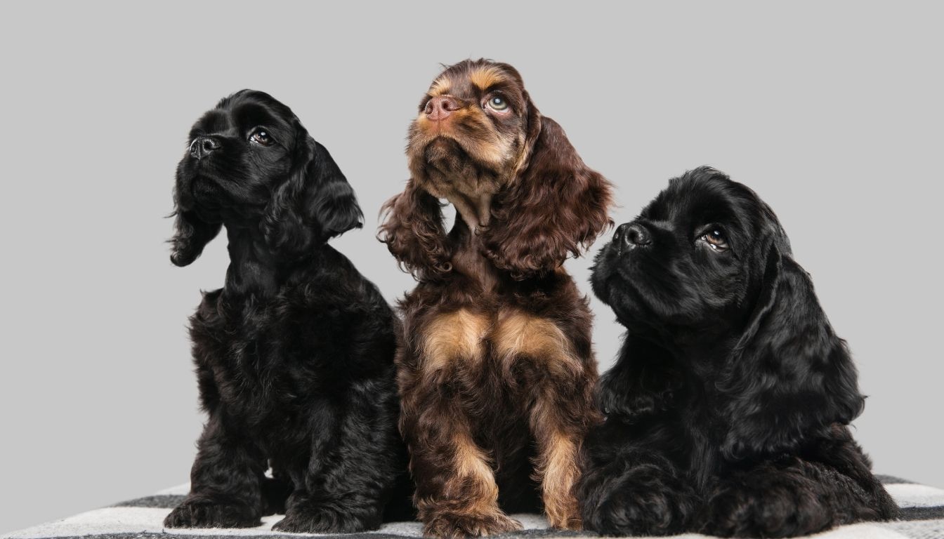 Tout savoir sur le Cocker Spaniel