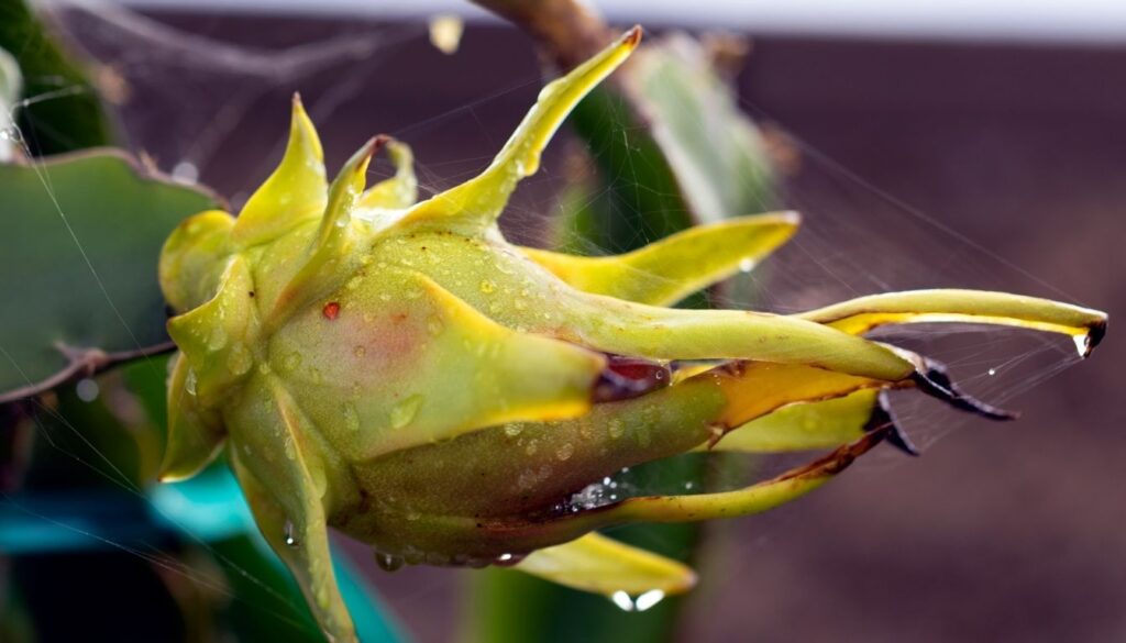 Cultiver du pitaya jaune