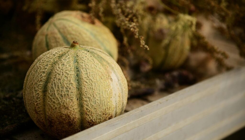 culture du melon Melon charentais culture