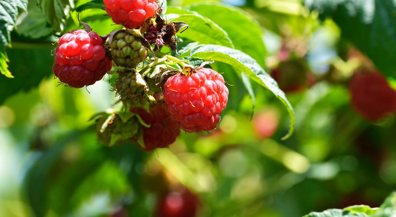 Framboise : 7 astuces pour réussir sa culture
