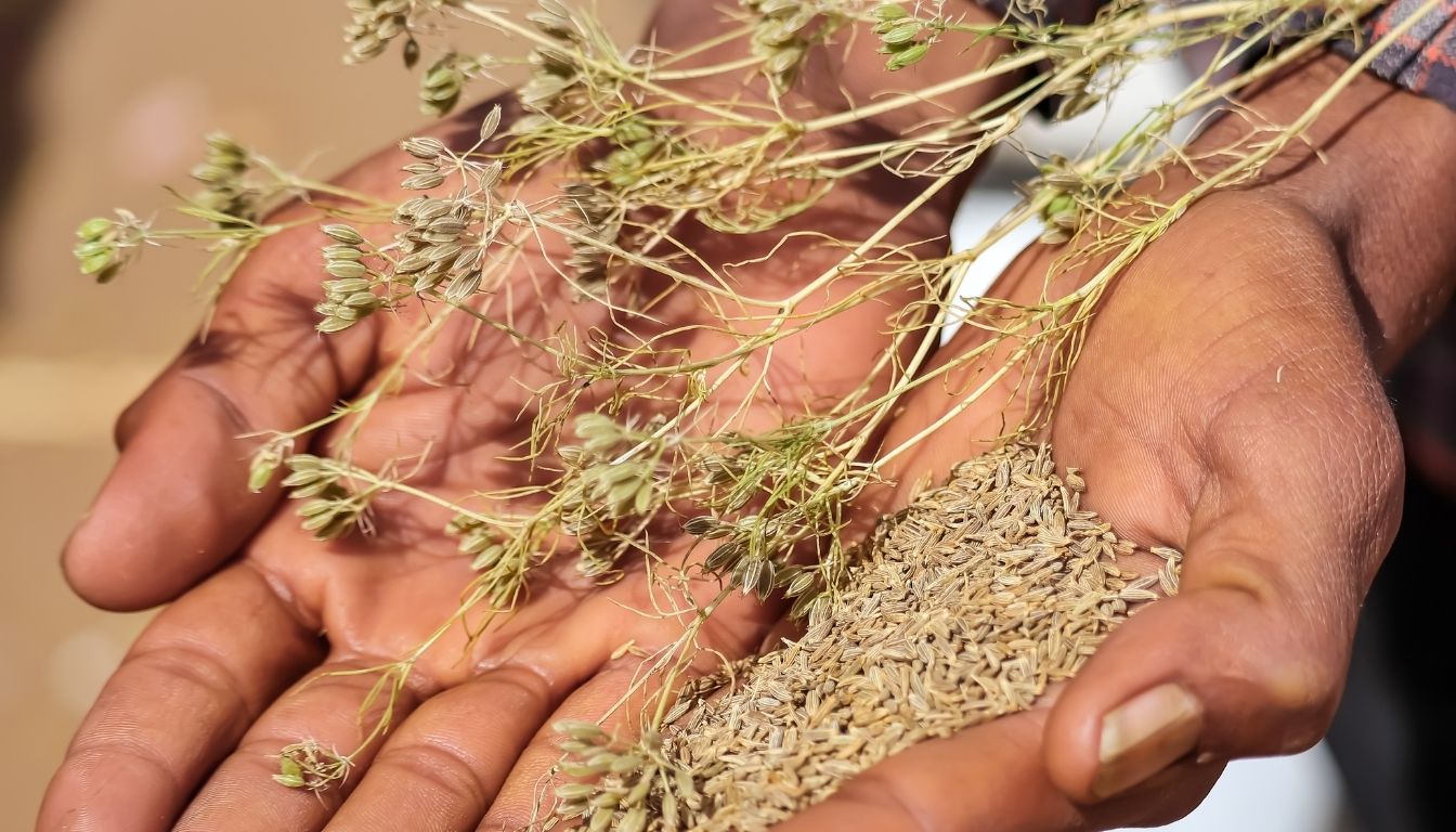 Cultiver le cumin