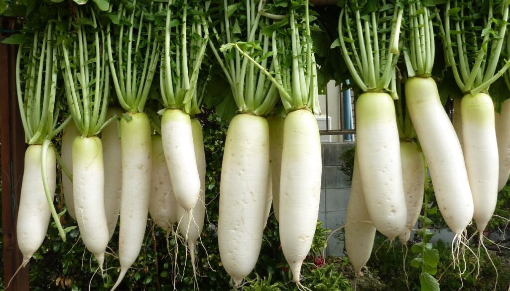 daikon