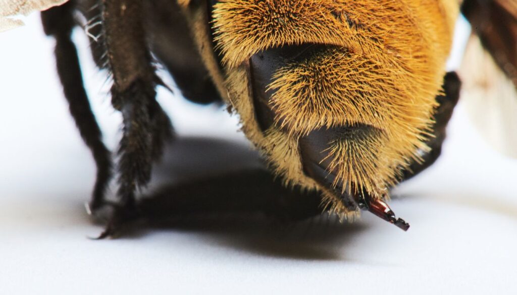 Dard : la défense des Abeilles