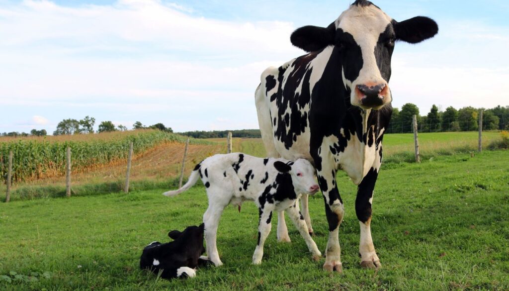 diffusion internationale Holstein Élevage et soins de la vache Holstein