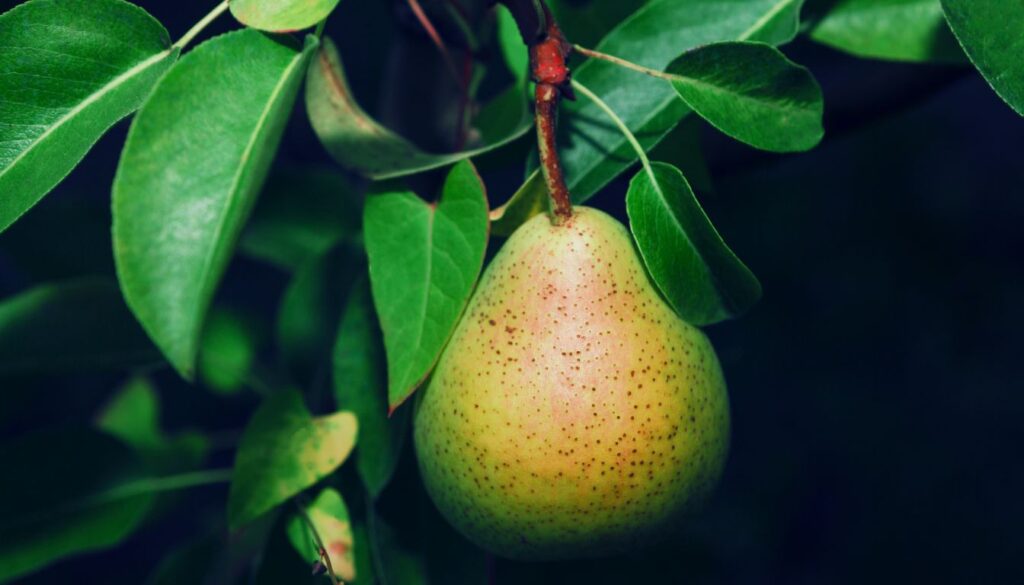poire Doyenné du Comice