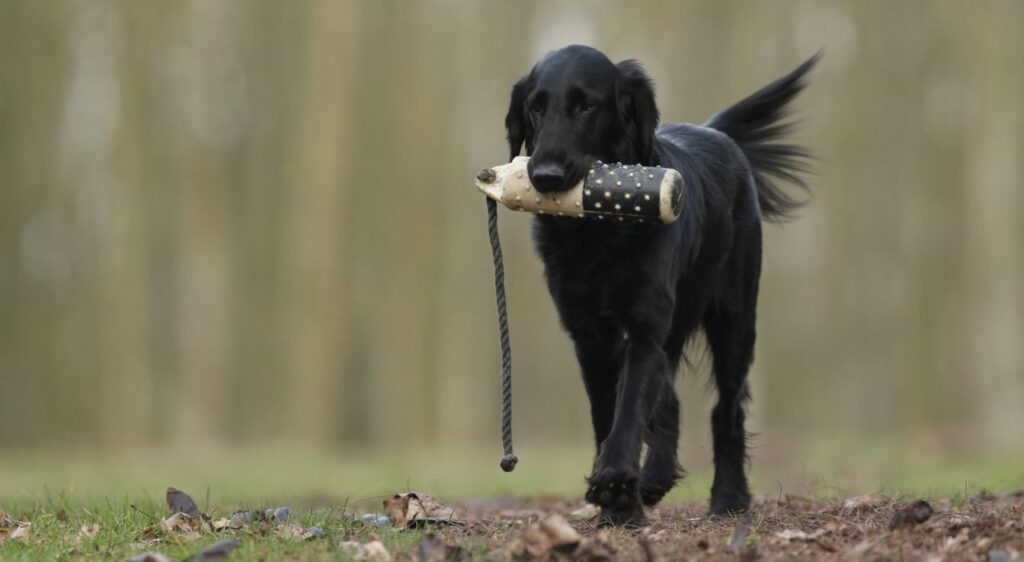 Dressage du chien de chasse