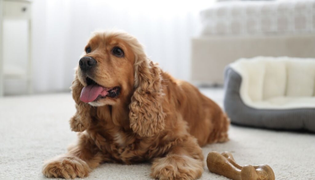 Cocker Anglais chiot