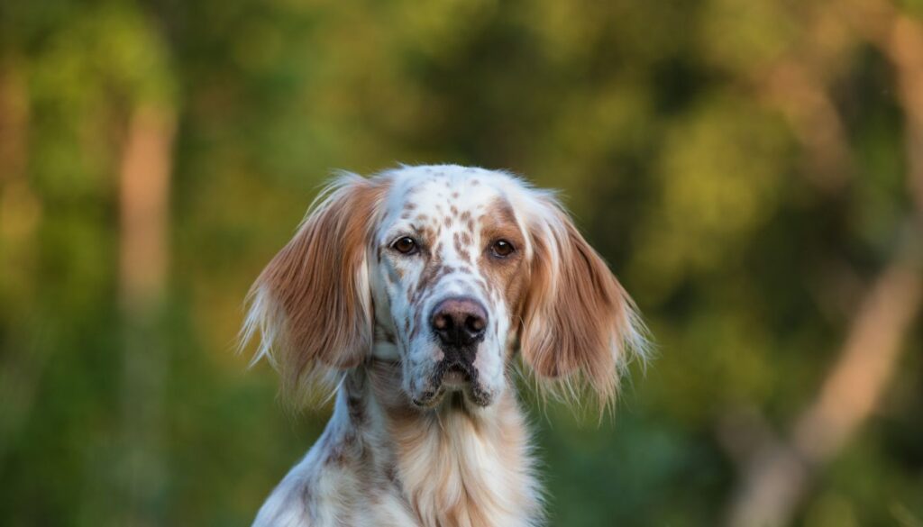 Setter Englais caractère