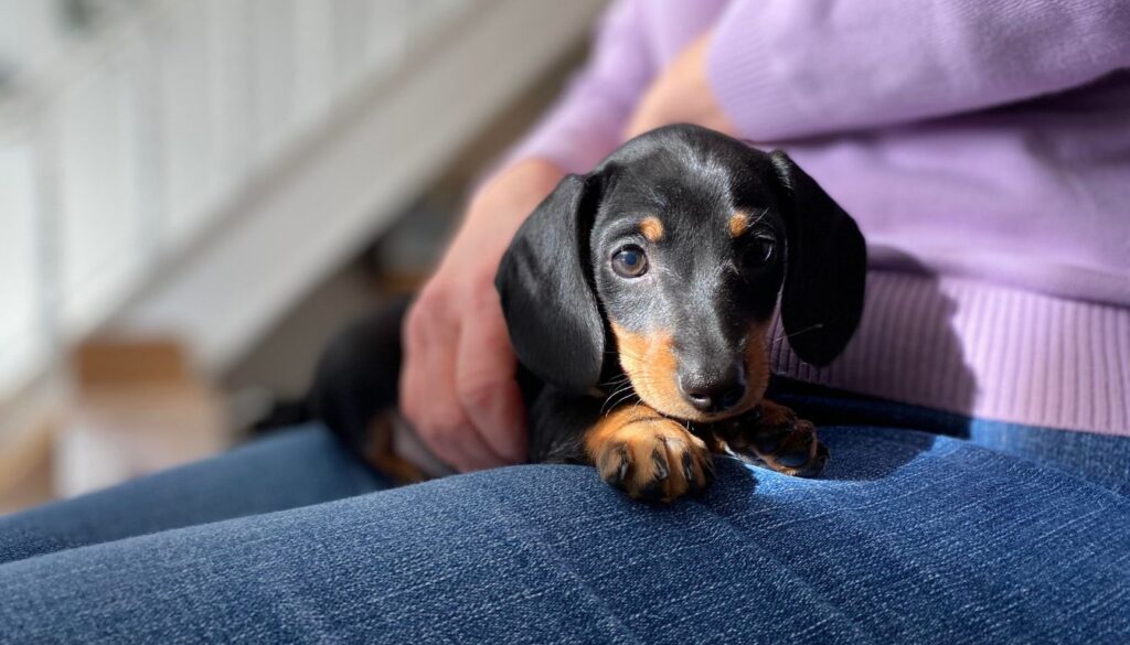 Teckel Nain chiot