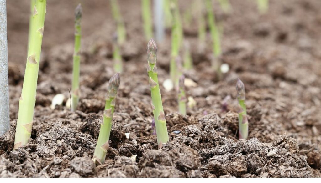 Entretien des asperges