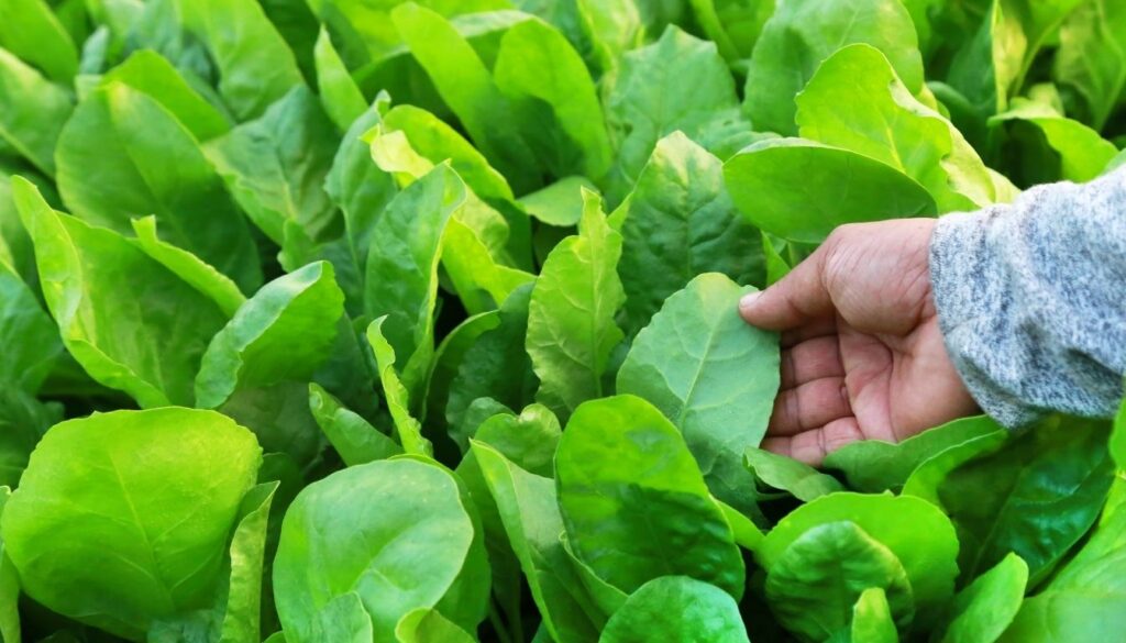 Epinard cultivé