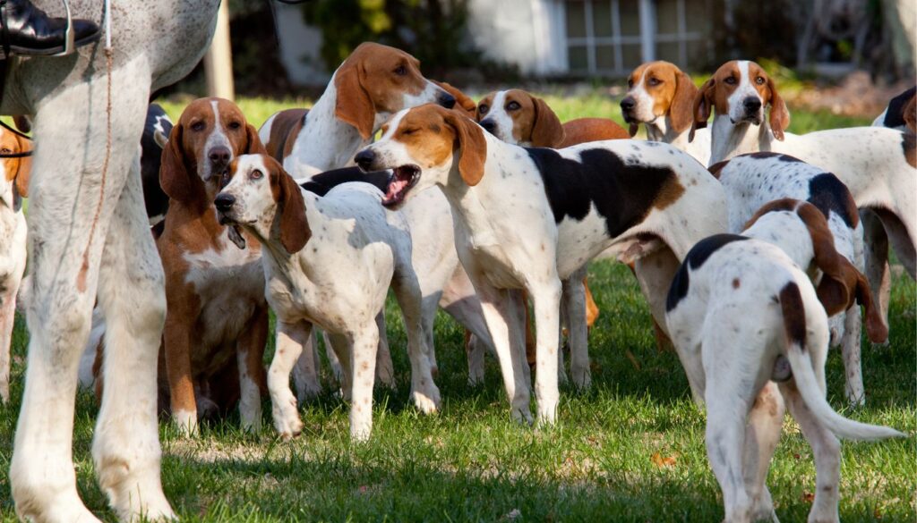 Races de Chien de Chasse