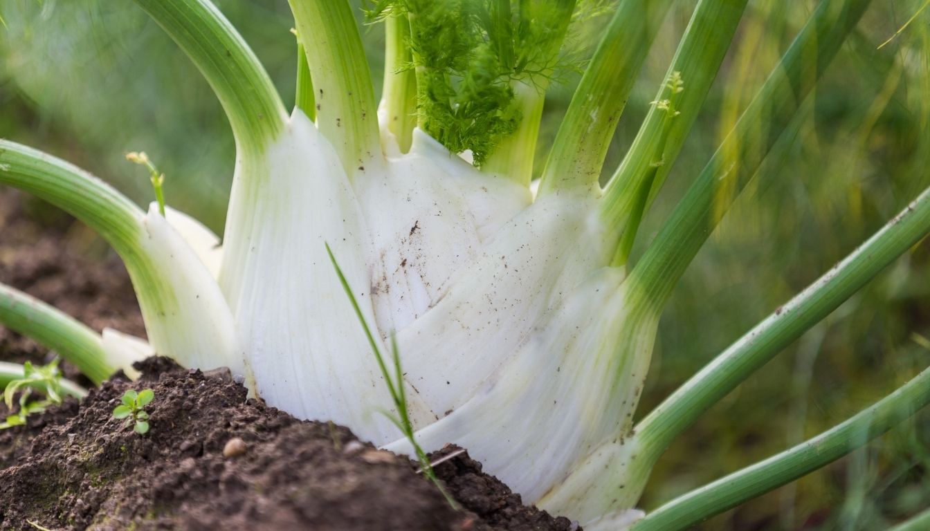 Cultiver le fenouil