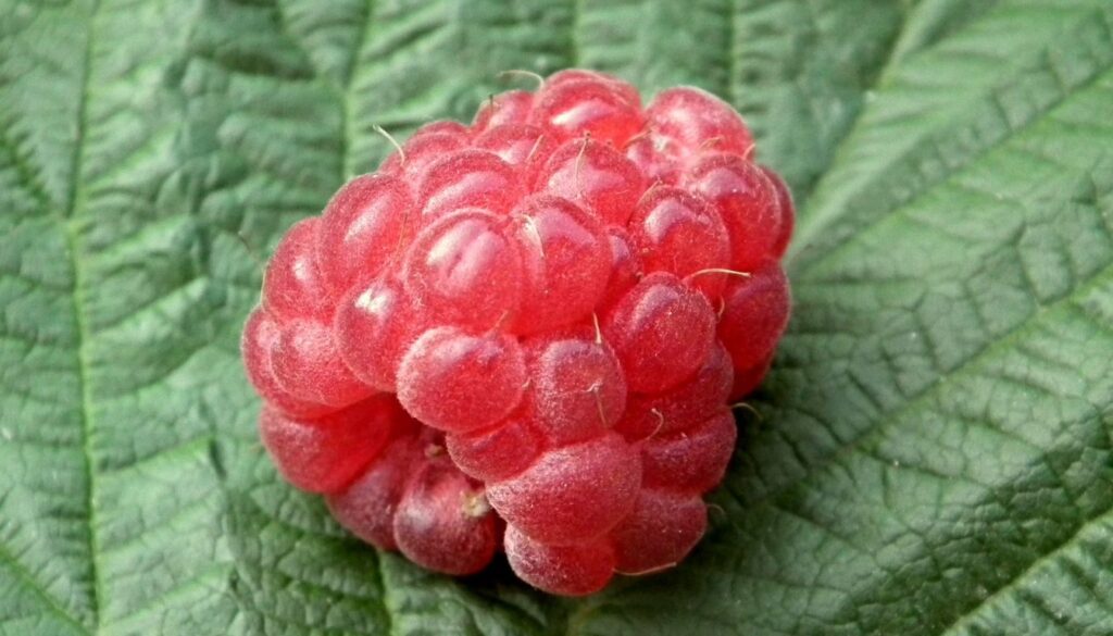 Feuille et fruit du framboisier